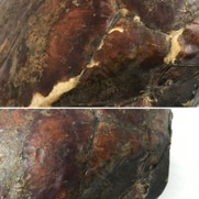 restauration d'écailles de tortue (Dieppe)
