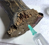 Consolidation du bois par injection (Toulouse)